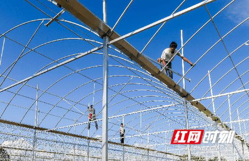 湖南道縣 鋼架大棚建設忙 促農增收產業旺