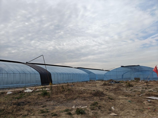 南京溧水區石湫街道三星村:黨建引領,大棚經濟助力鄉村振興